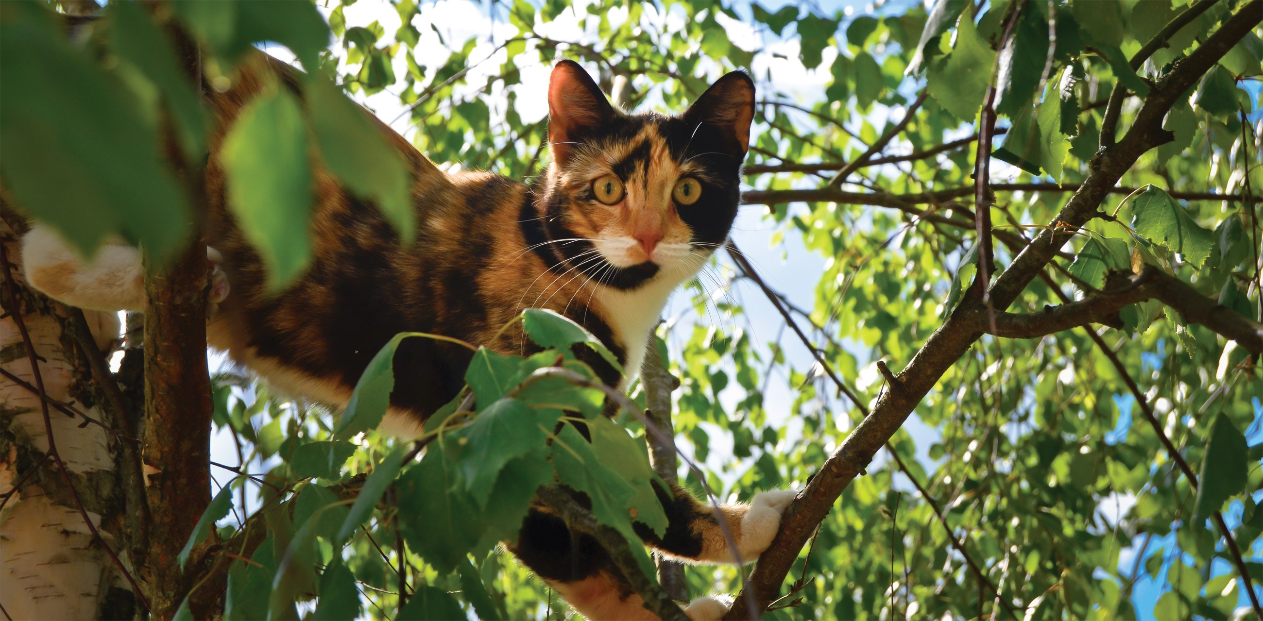 cattreelg