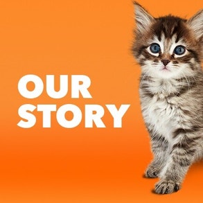 Our Story about cat