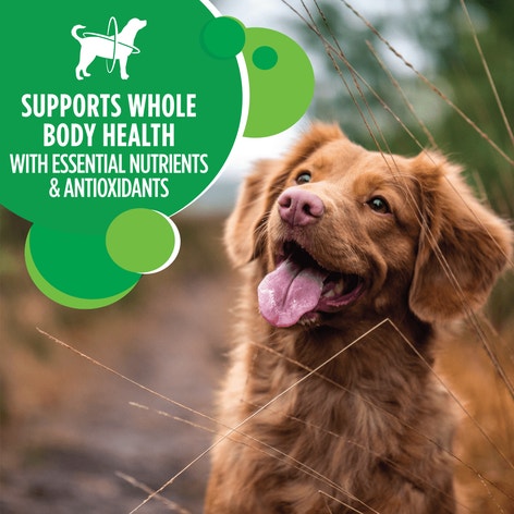 IAMS PROACTIVE HEALTH Adult Dry Dog Food Minichunks Chicken 13.6kg Bag image 1