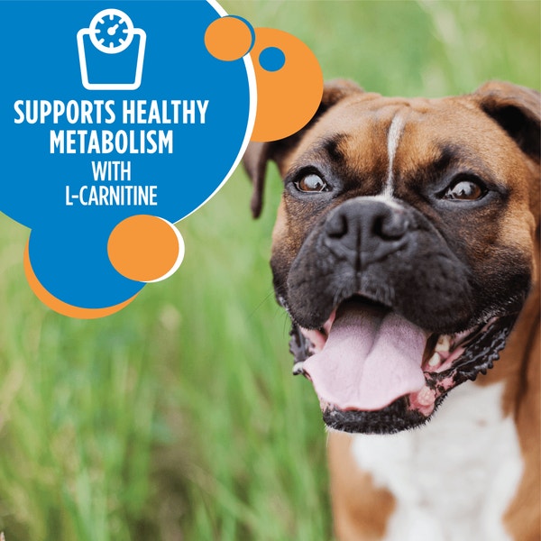 IAMS PROACTIVE HEALTH Healthy Weight Adult Dry Dog Food with Real Chicken 3.18kg Bag image 5