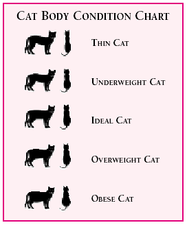 Cat Body Conditions