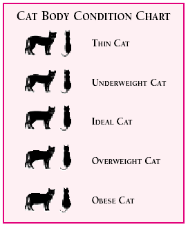 cat_bodycondition